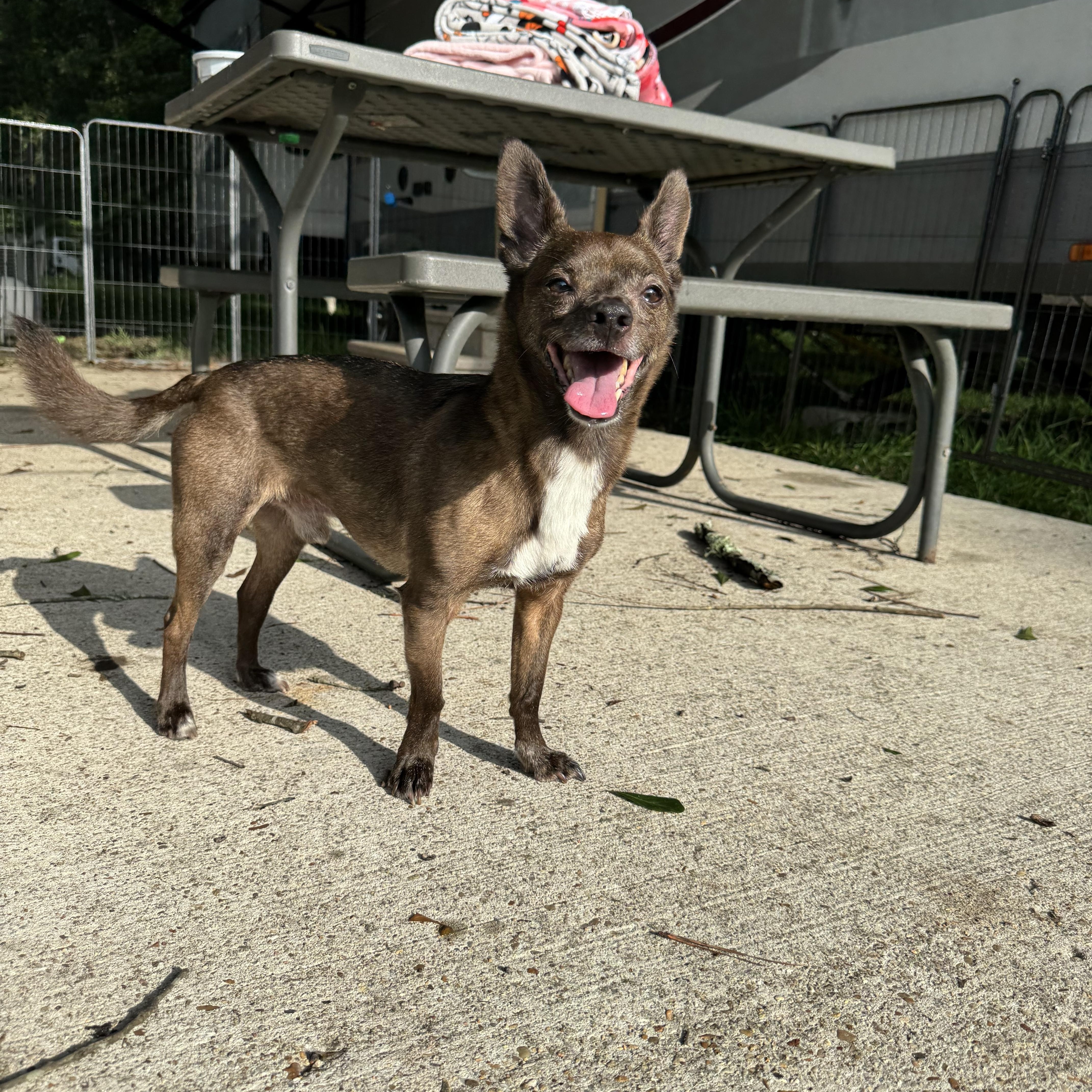 Paprika, a Adoptable mixed breed image 4/6