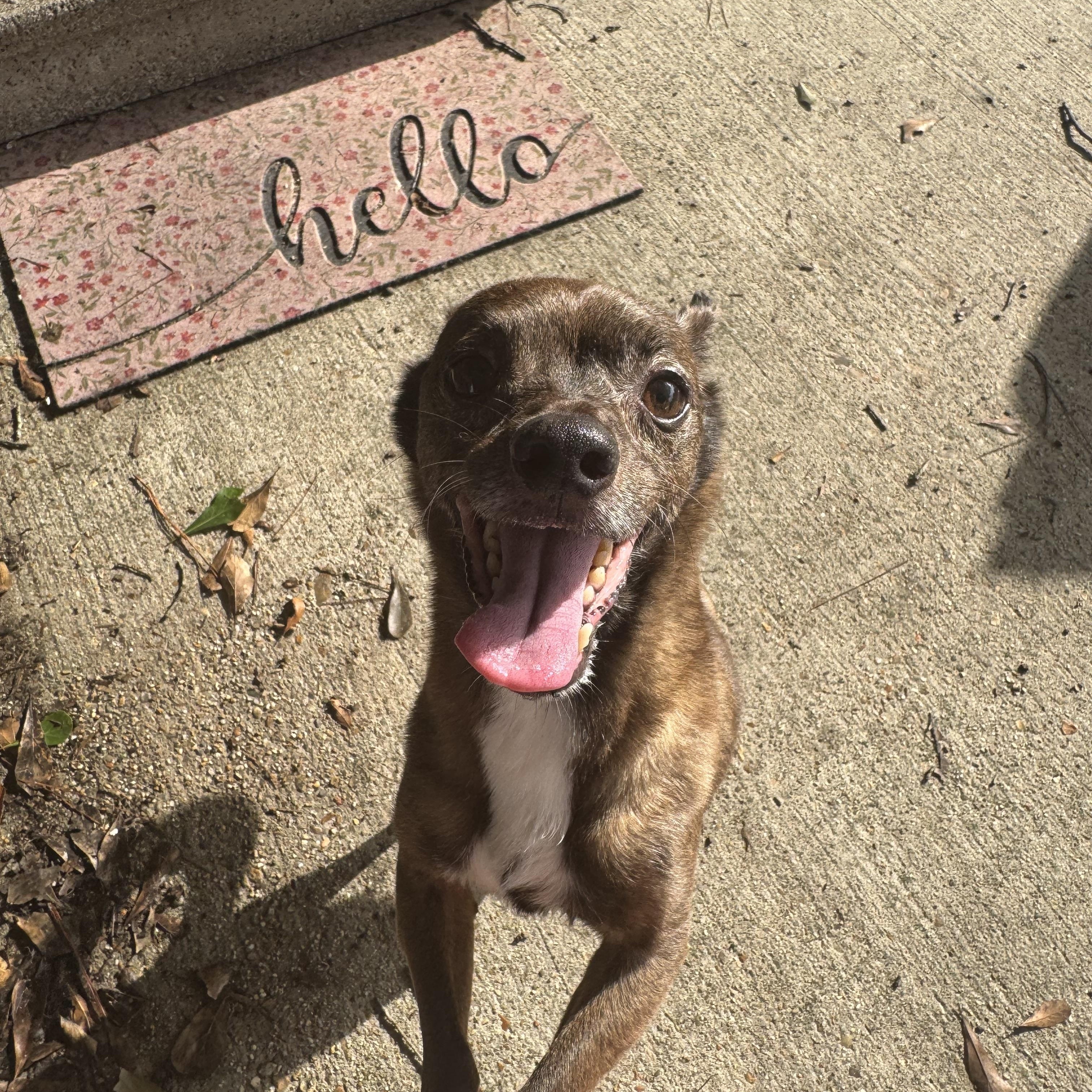 Paprika, a Adoptable mixed breed image 5/6