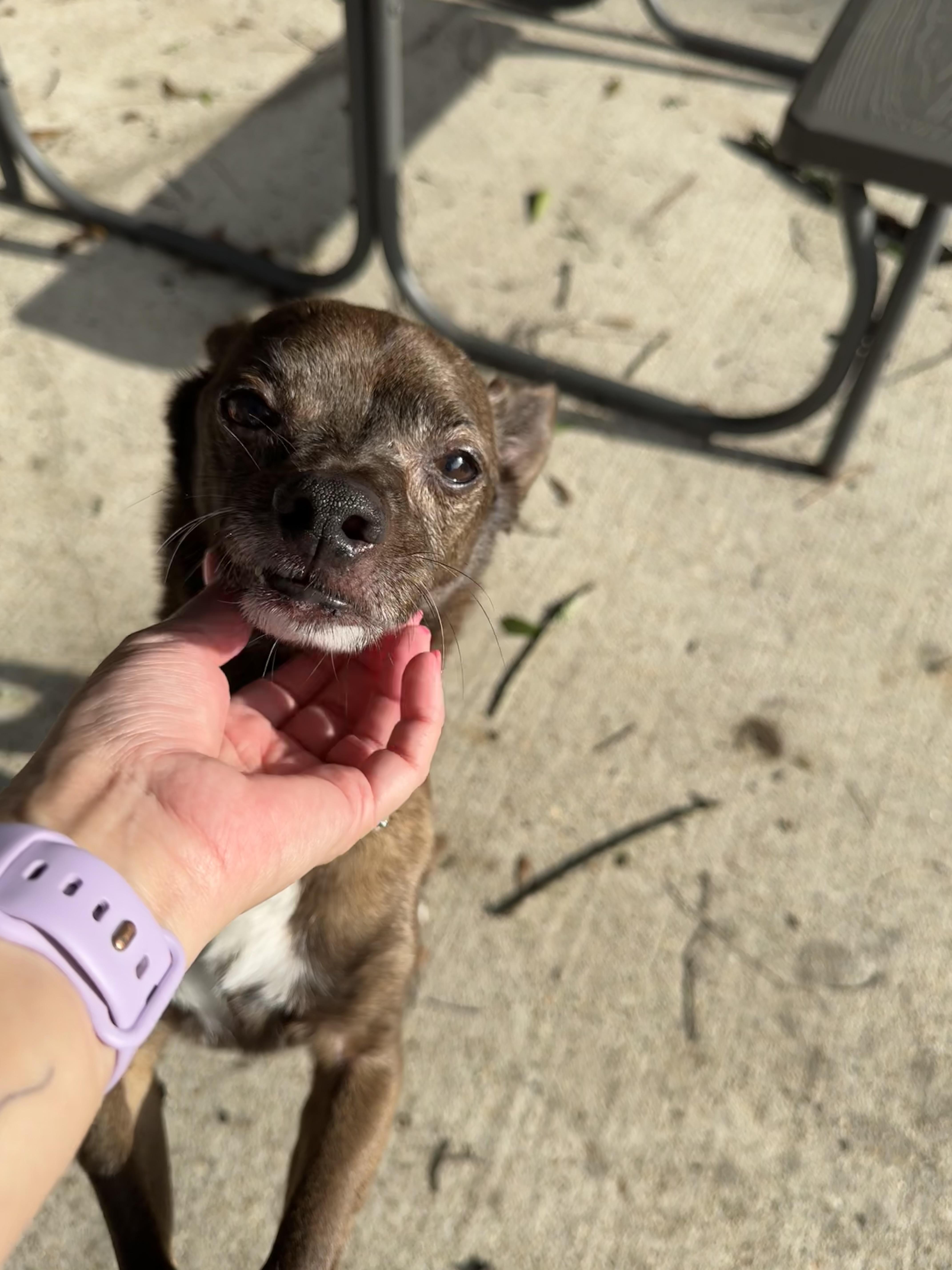 Paprika, Adoptable, Senior Male Chihuahua.