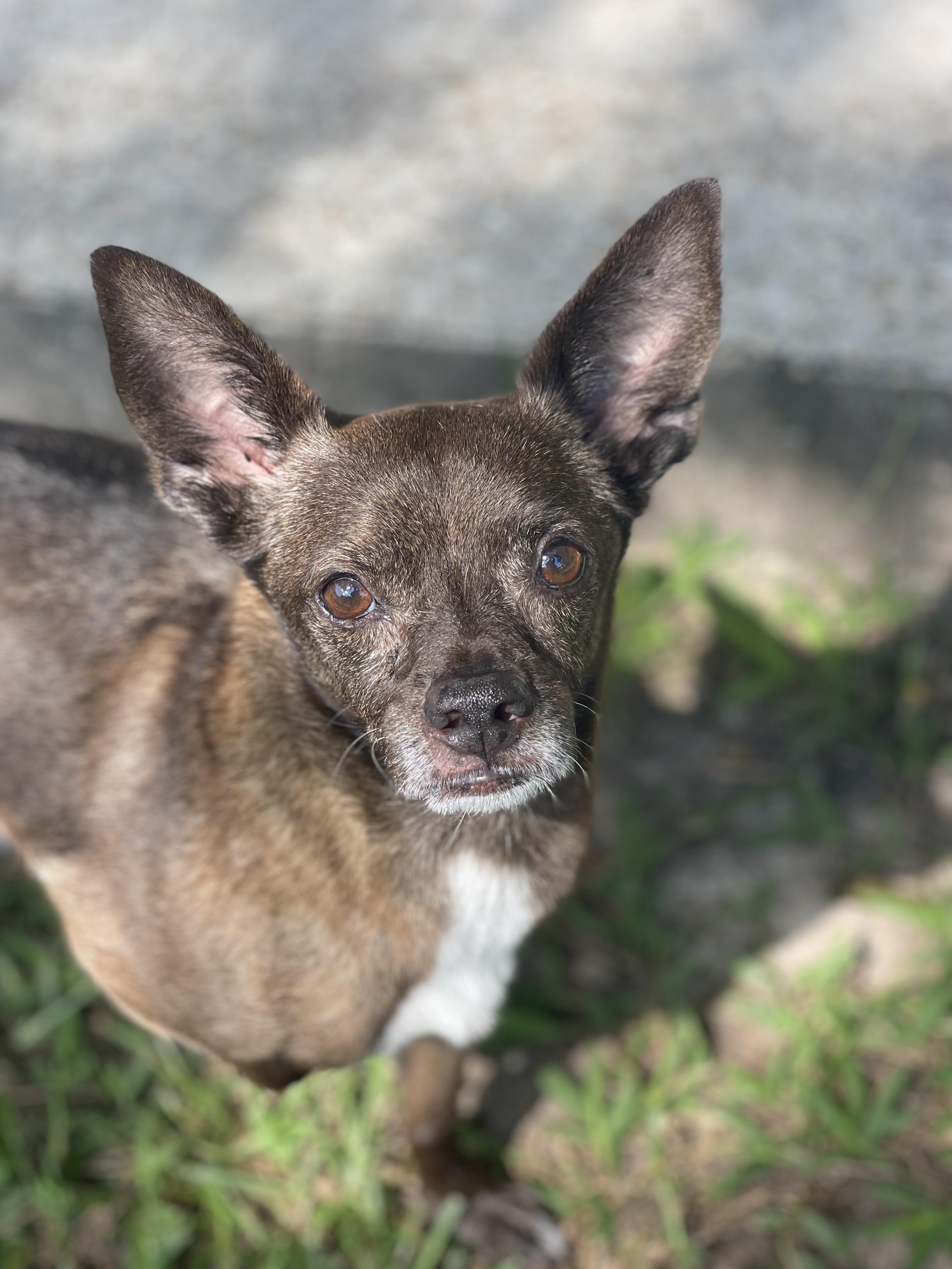 Paprika, a Adoptable mixed breed image 1/6