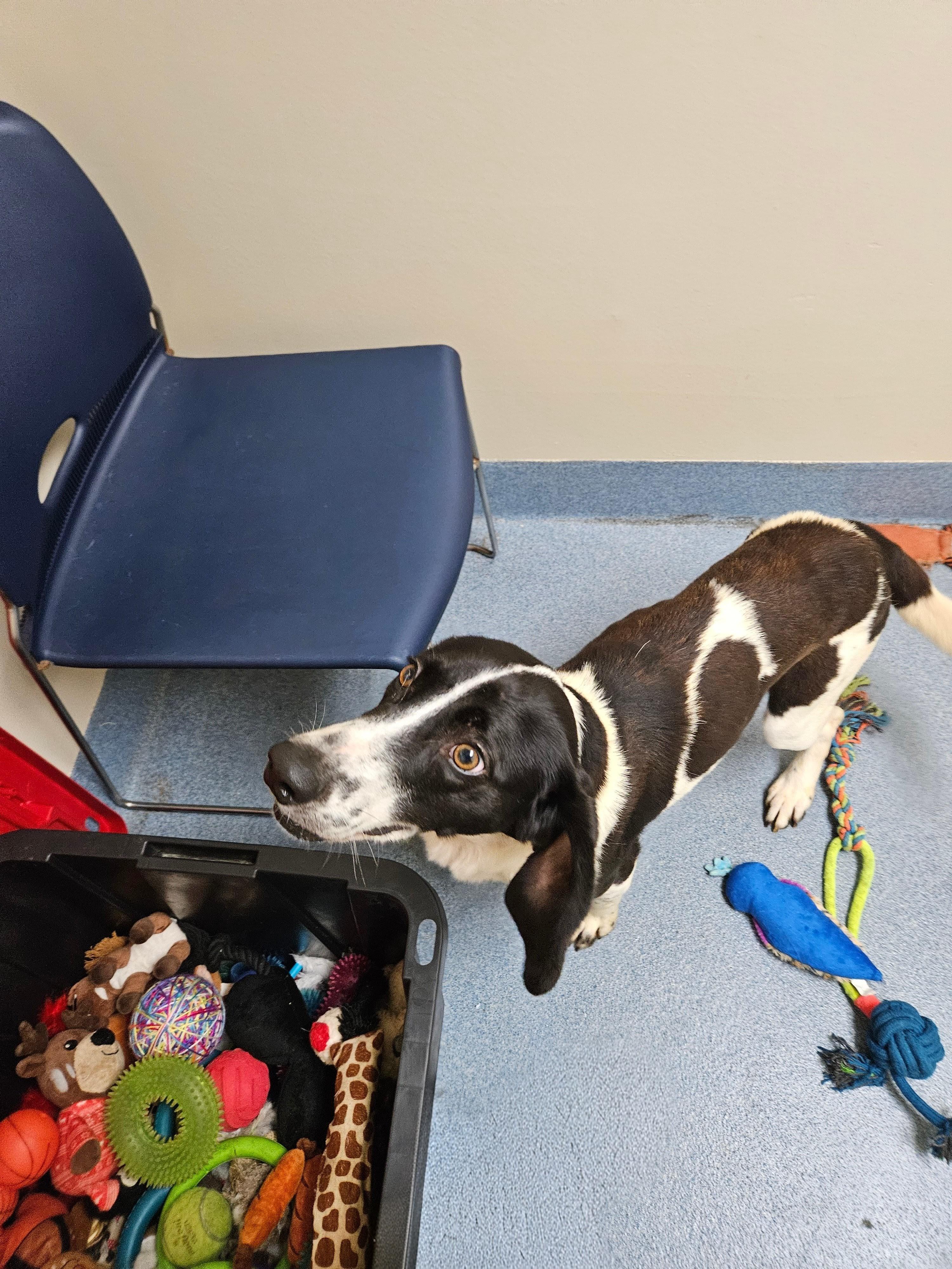 Abel, a ADOPTABLE Hound in Suffolk, VA image 3/4