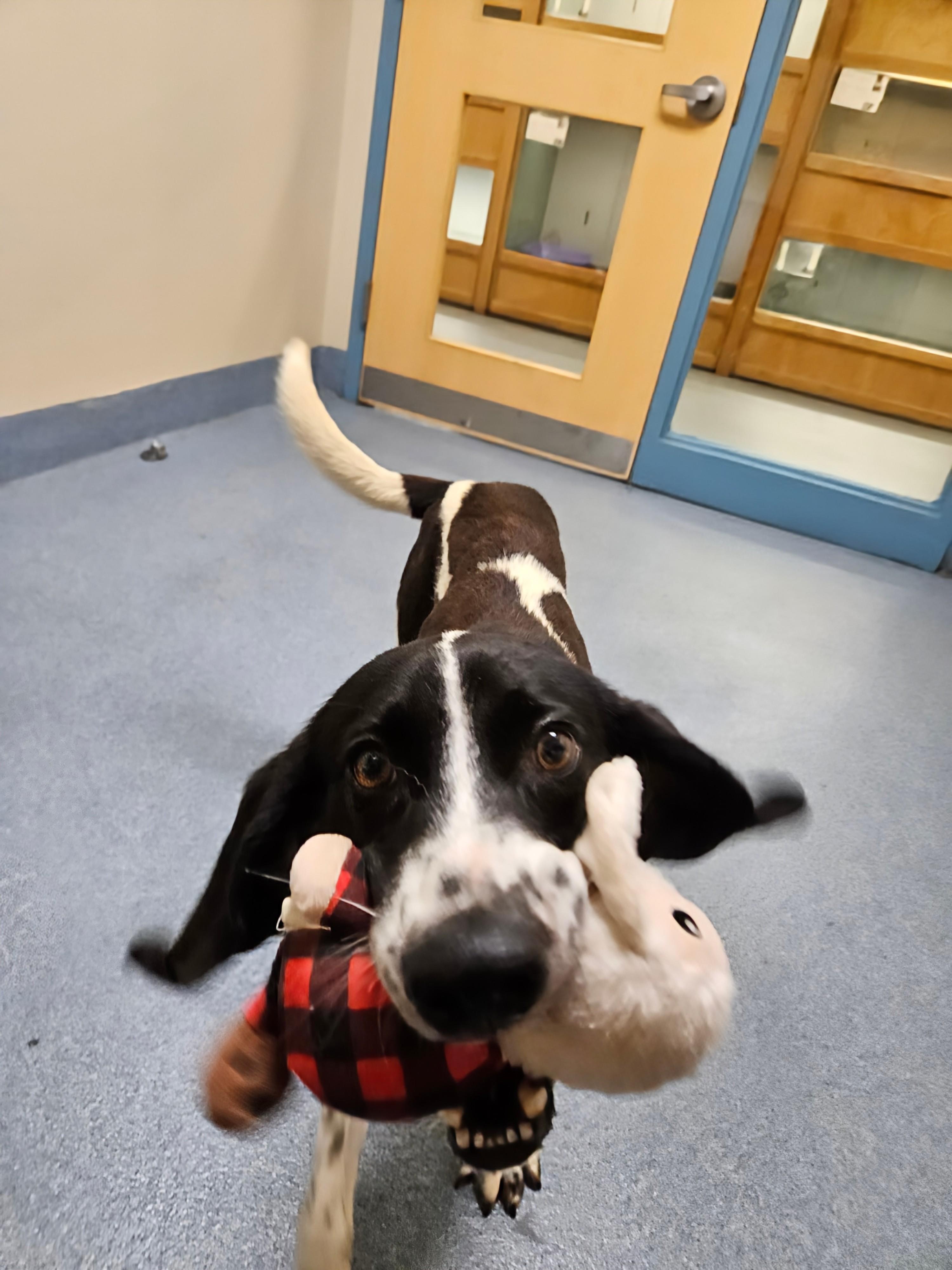 Abel, a ADOPTABLE Hound in Suffolk, VA image 1/4