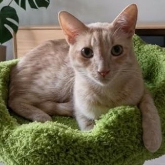 Billy, Adoptable, Young Male Domestic Medium Hair.