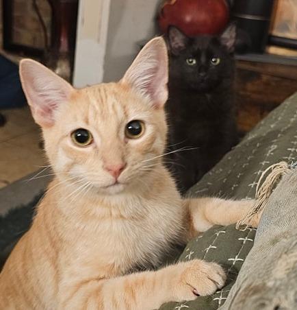 Billy, Baby Male Domestic Medium Hair