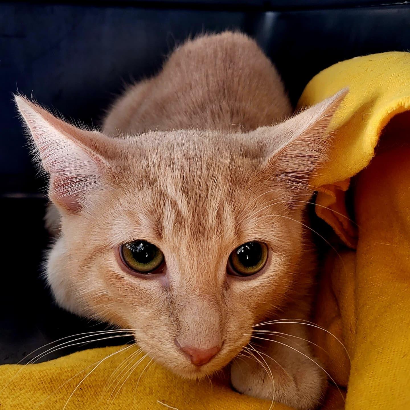 Billy, a Adoptable Domestic Medium Hair in Chicago, IL image 2/3