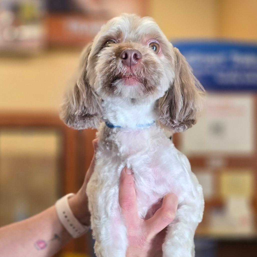 Pretzel, Adoptable, Adult Male Havanese.