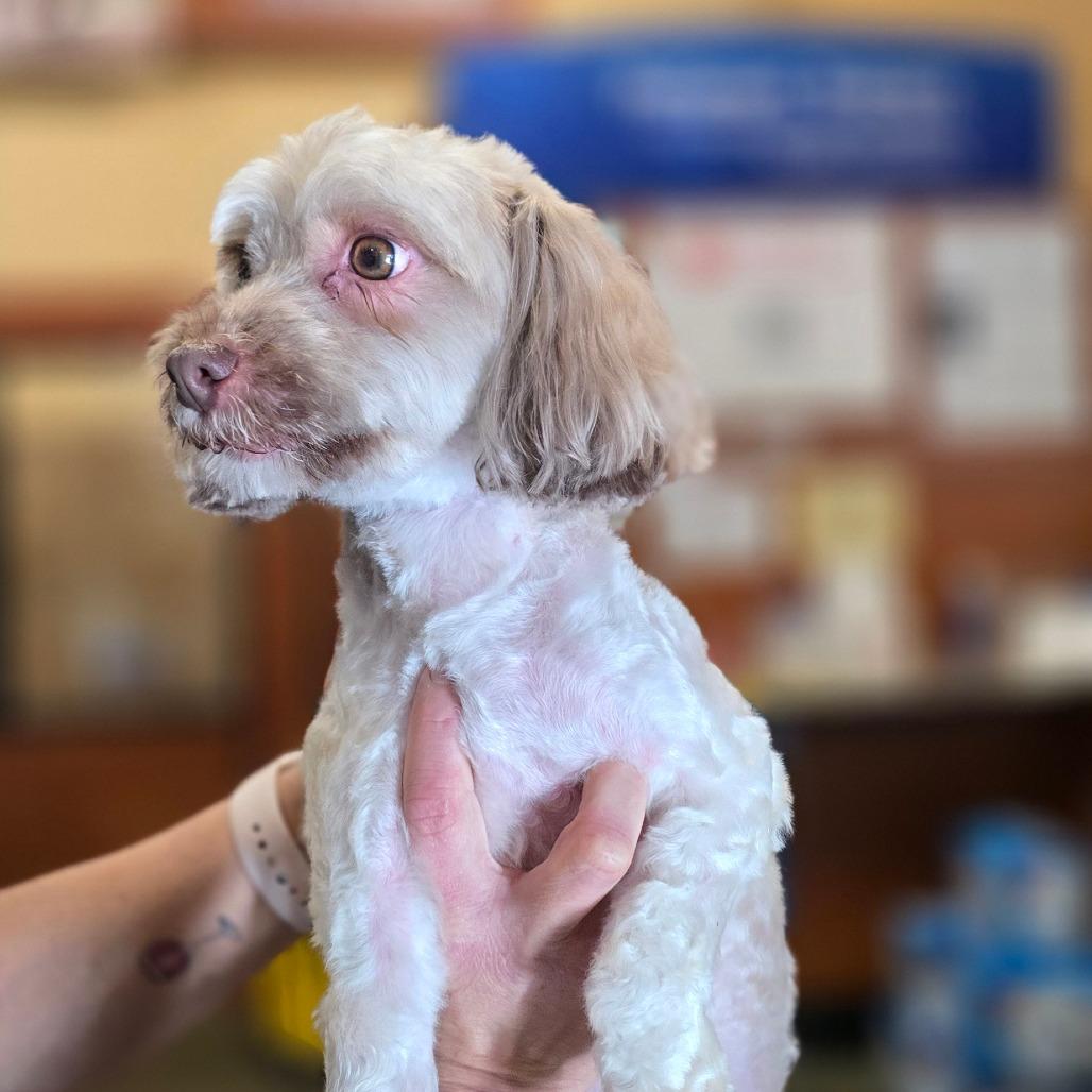 Enlarge Pretzel, a Adoptable Havanese in Kissimmee, FL image 2/4