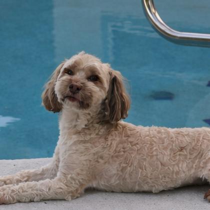 Enlarge Pretzel, a Adoptable Havanese in Kissimmee, FL image 4/4