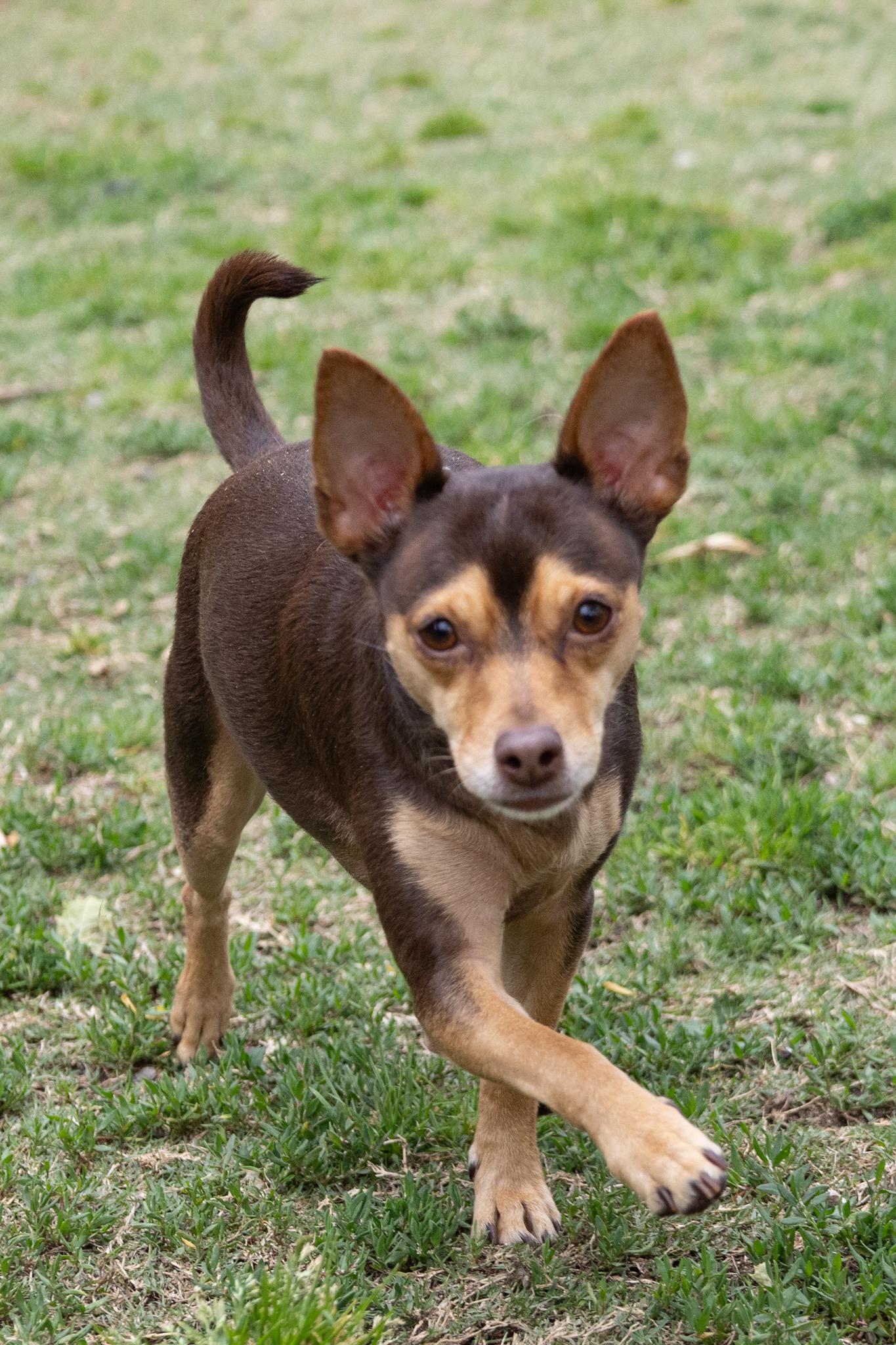 Enlarge Cosmo and His Good Sister Minnie, a Adoptable mixed breed in Arcadia, CA image 2/6