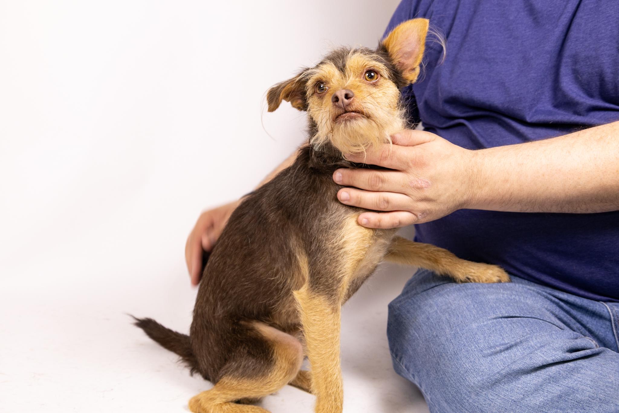 Enlarge Cosmo and His Good Sister Minnie, a Adoptable mixed breed in Arcadia, CA image 5/6