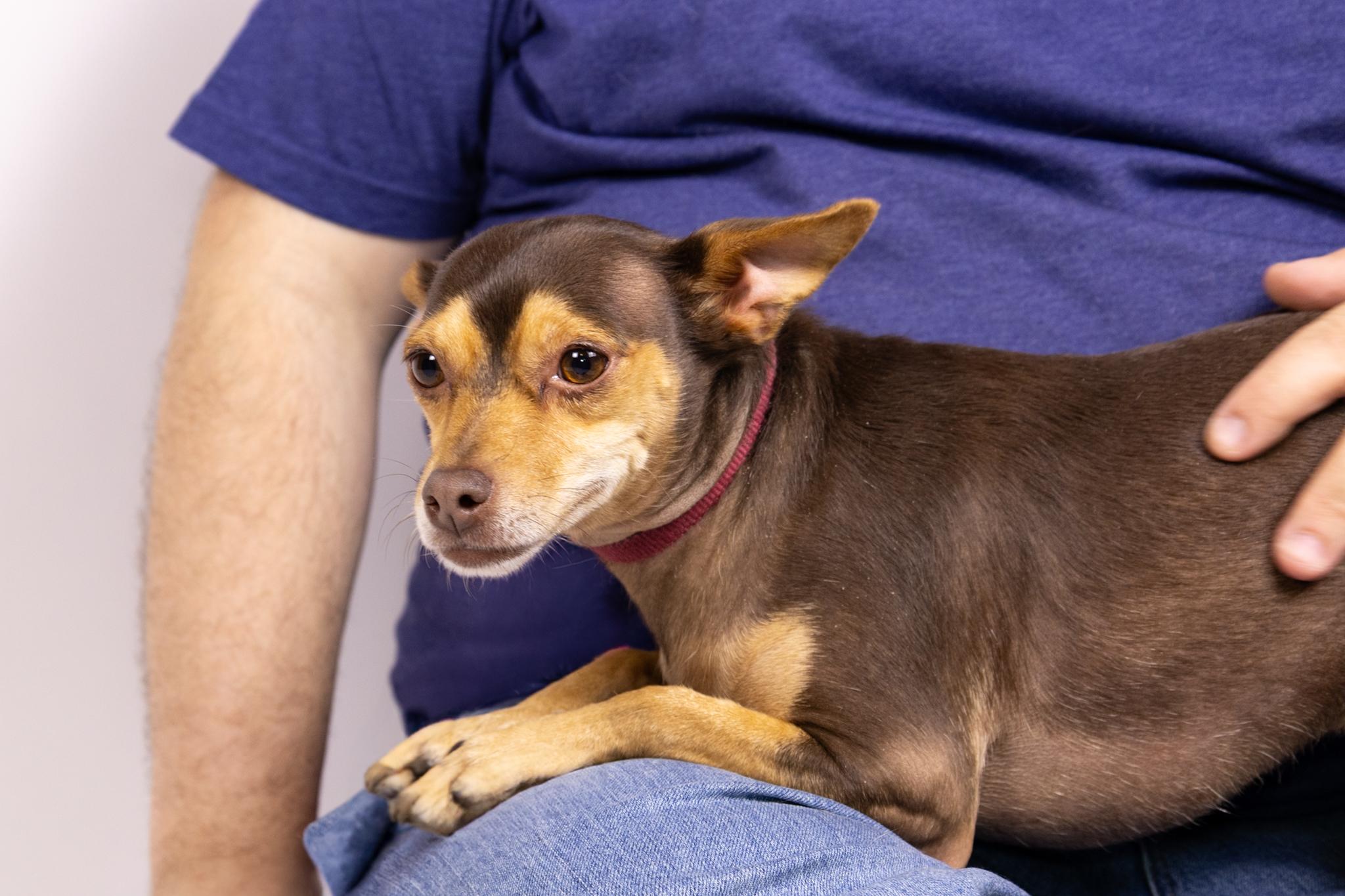Enlarge Cosmo and His Good Sister Minnie, a Adoptable mixed breed in Arcadia, CA image 3/6
