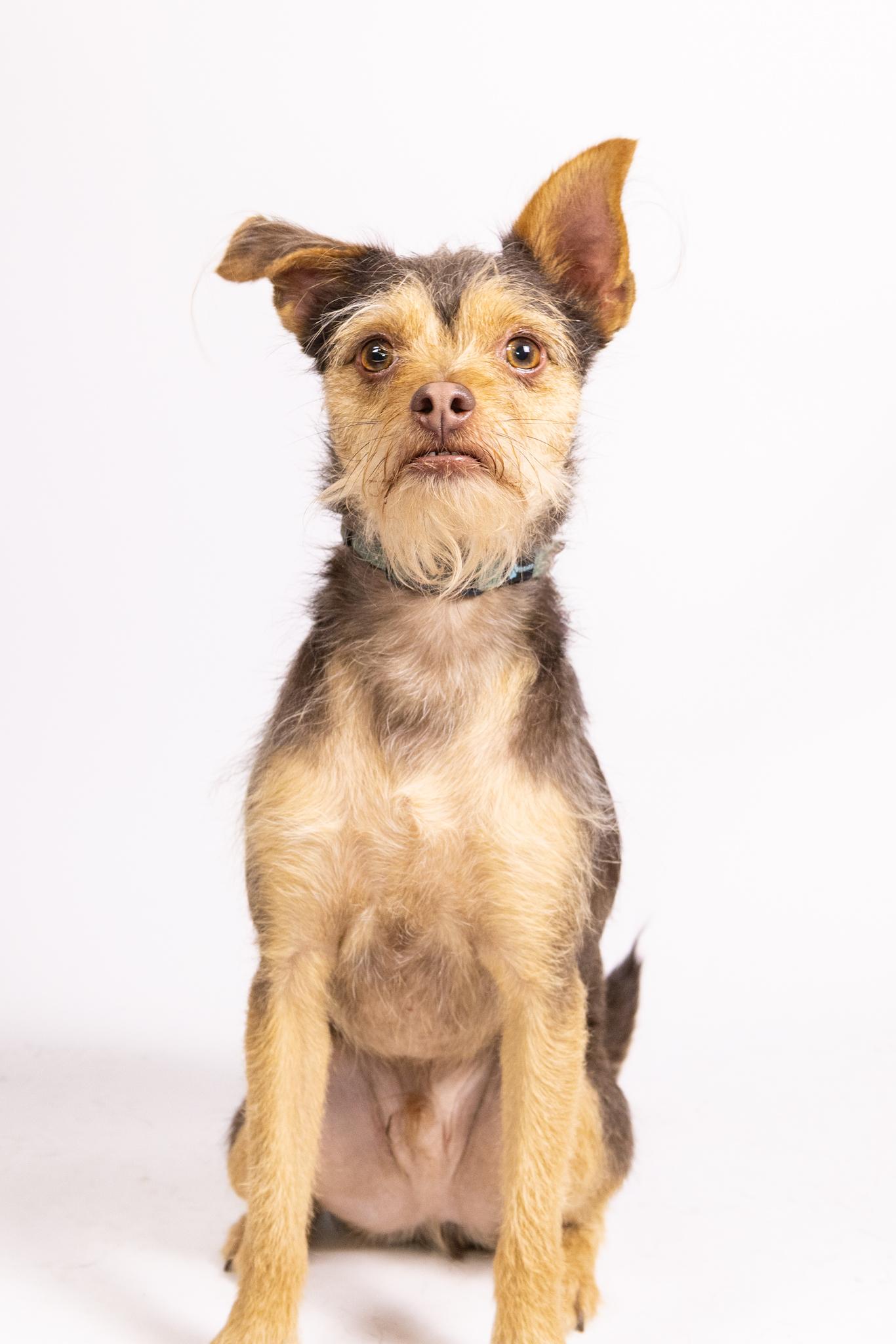 Cosmo and His Good Sister Minnie, Adoptable, Adult Male Terrier.