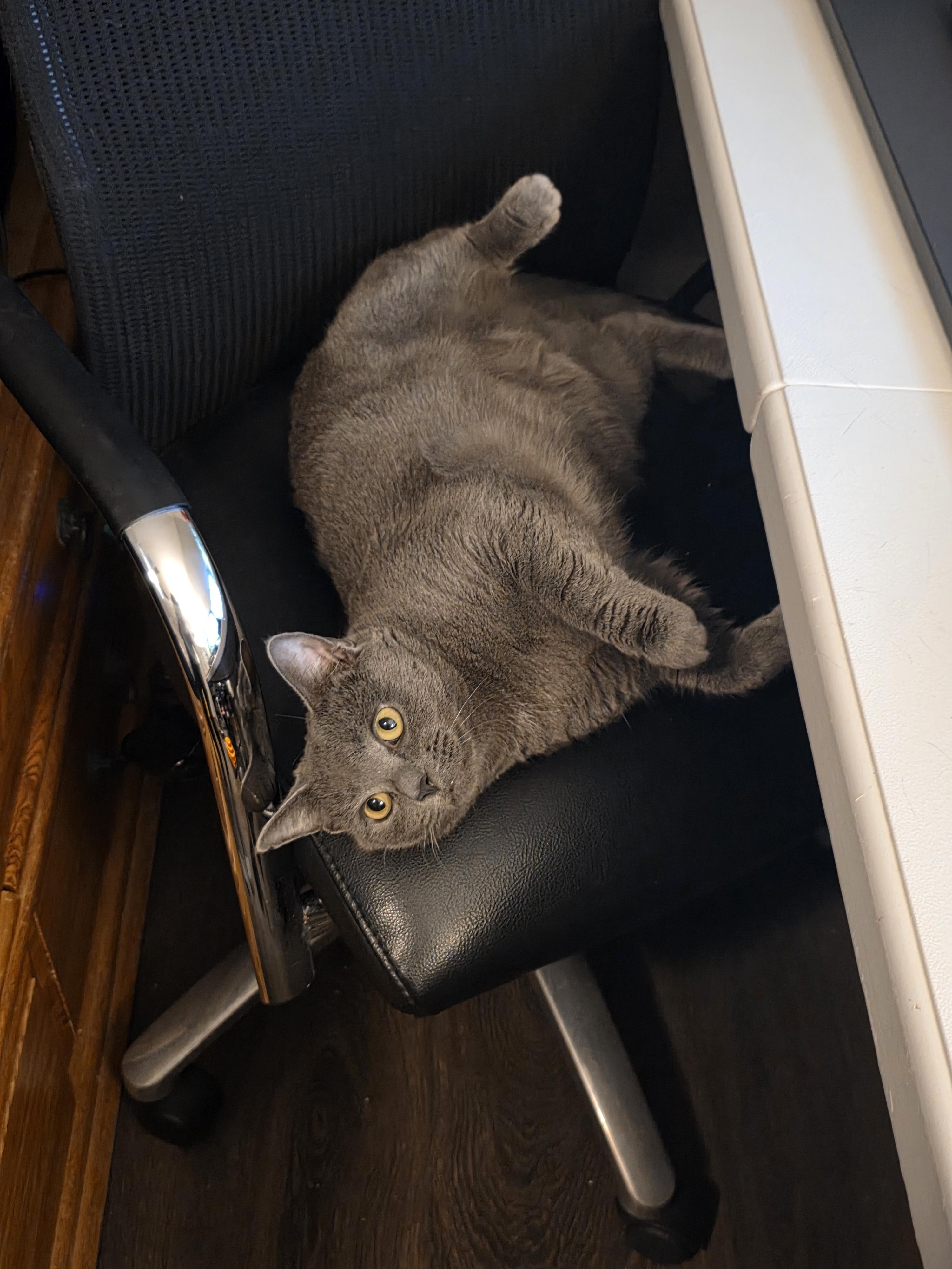 Enlarge Bluebird, a Adoptable mixed breed in Wilmington, NC image 1/6