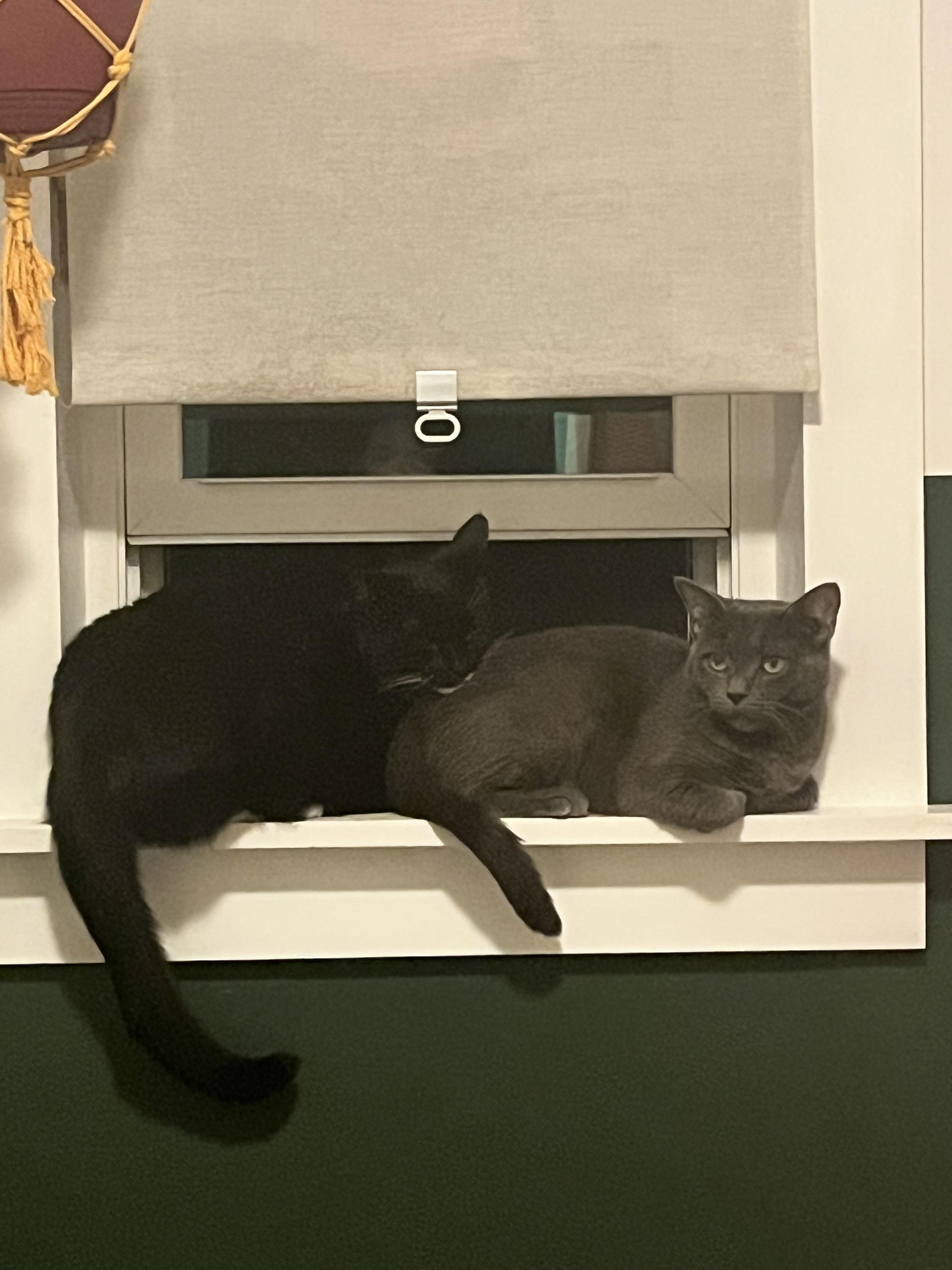 Enlarge Bluebird, a Adoptable mixed breed in Wilmington, NC image 4/6