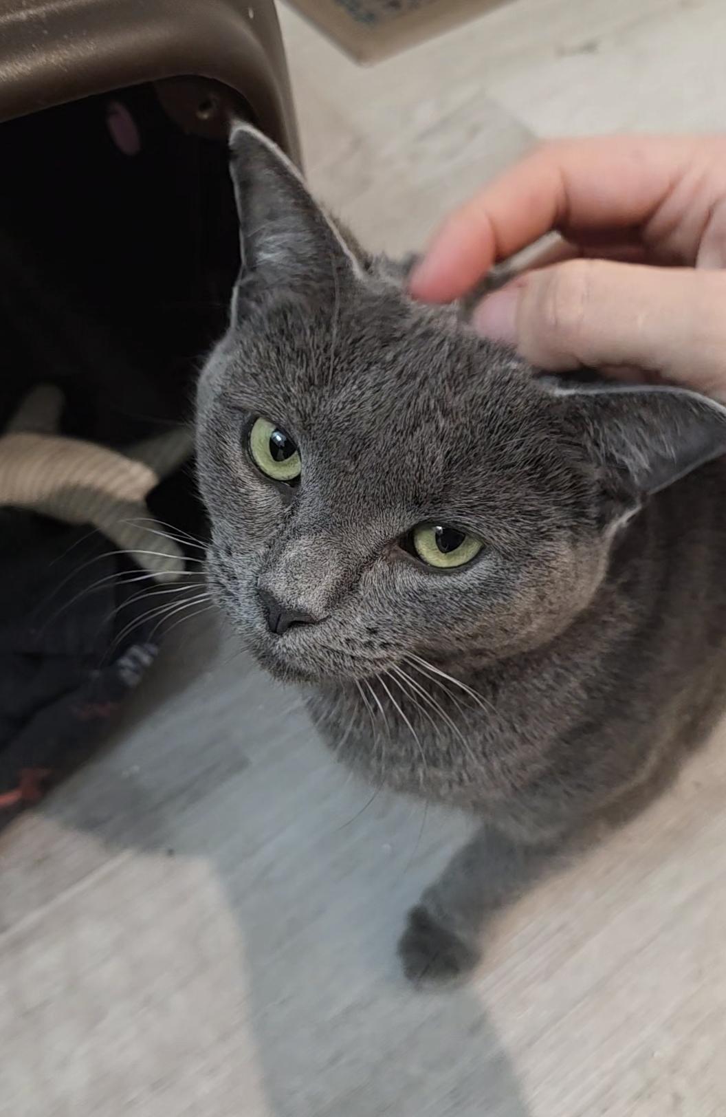 Enlarge Bluebird, a Adoptable mixed breed in Wilmington, NC image 6/6