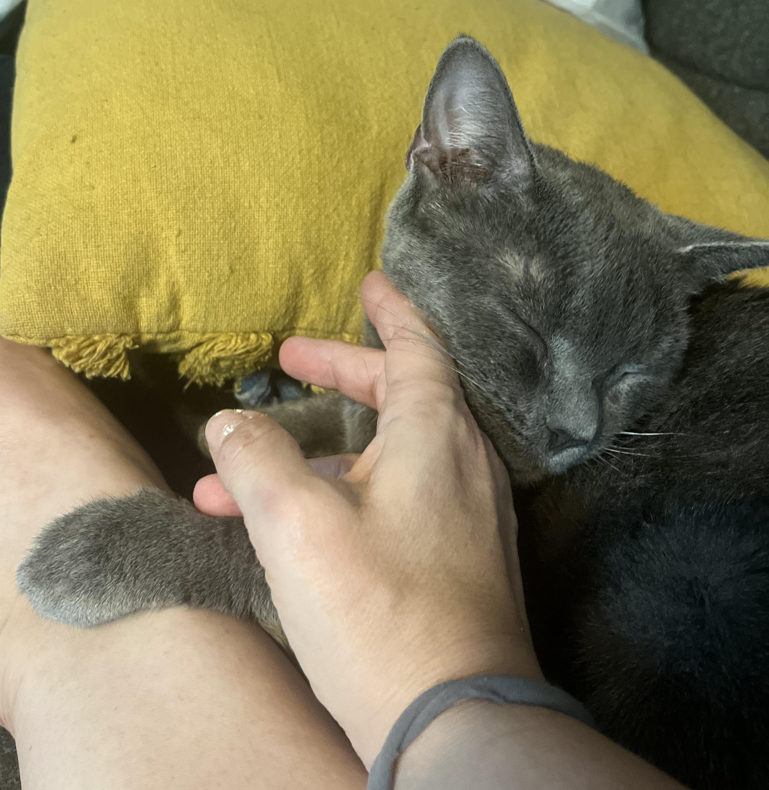 Enlarge Bluebird, a Adoptable mixed breed in Wilmington, NC image 5/6