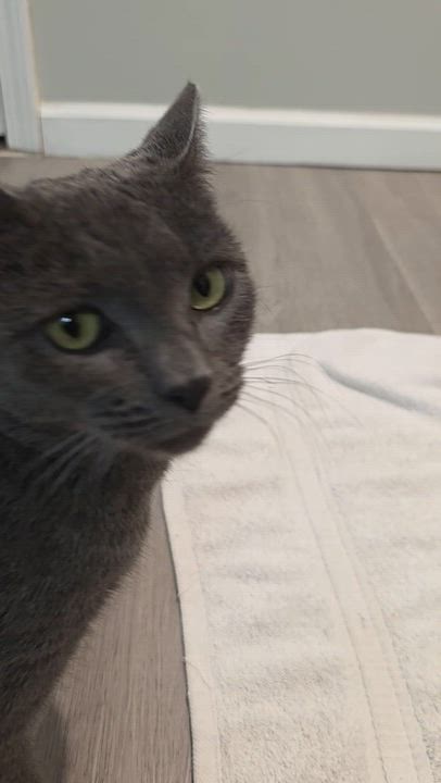 Enlarge Bluebird, a Adoptable mixed breed in Wilmington, NC video 3/6