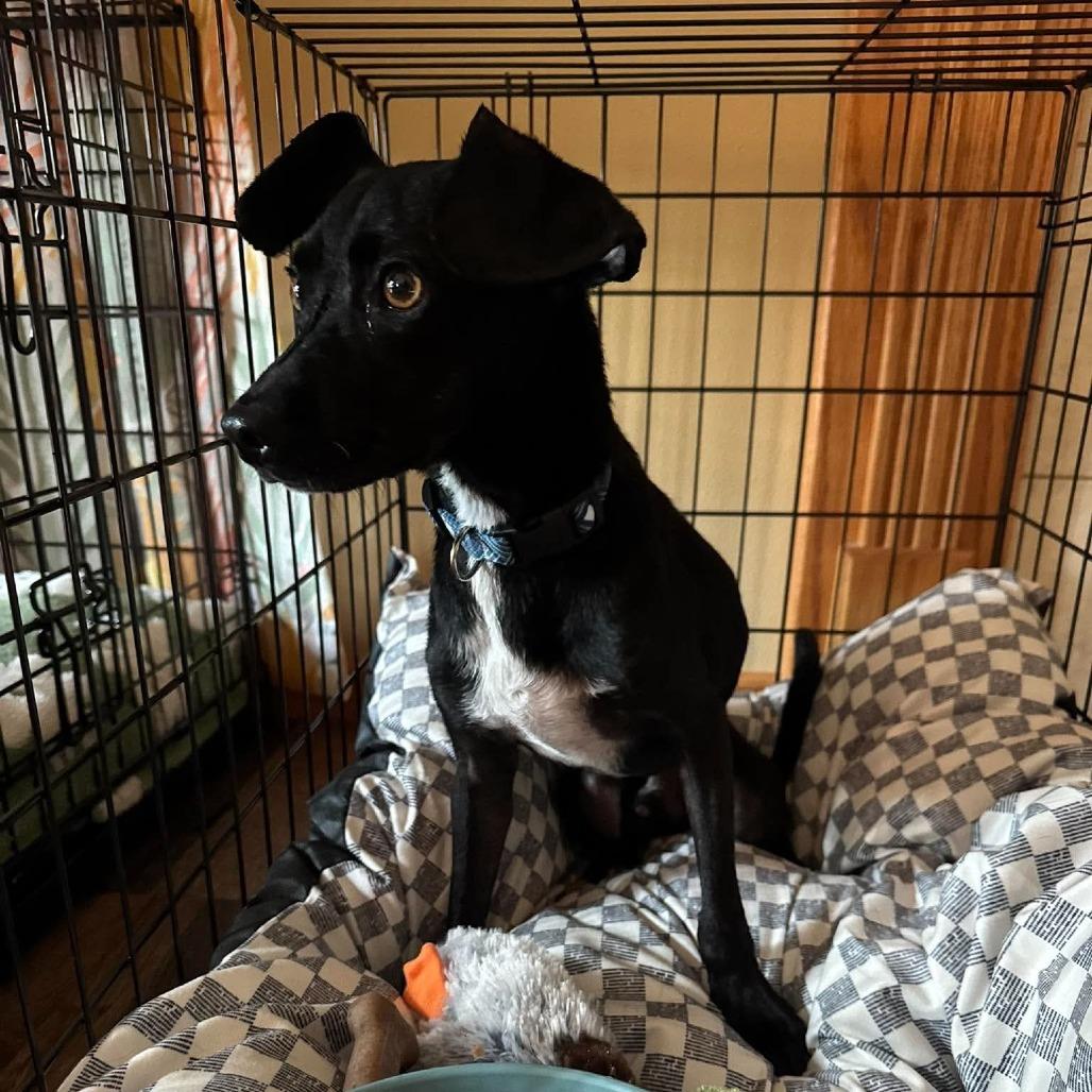 Enlarge Ted, a Adoptable mixed breed in Alma, WI image 2/5