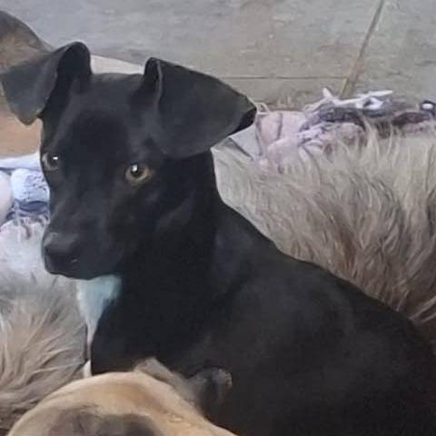 Enlarge Ted, a Adoptable mixed breed in Alma, WI image 1/5