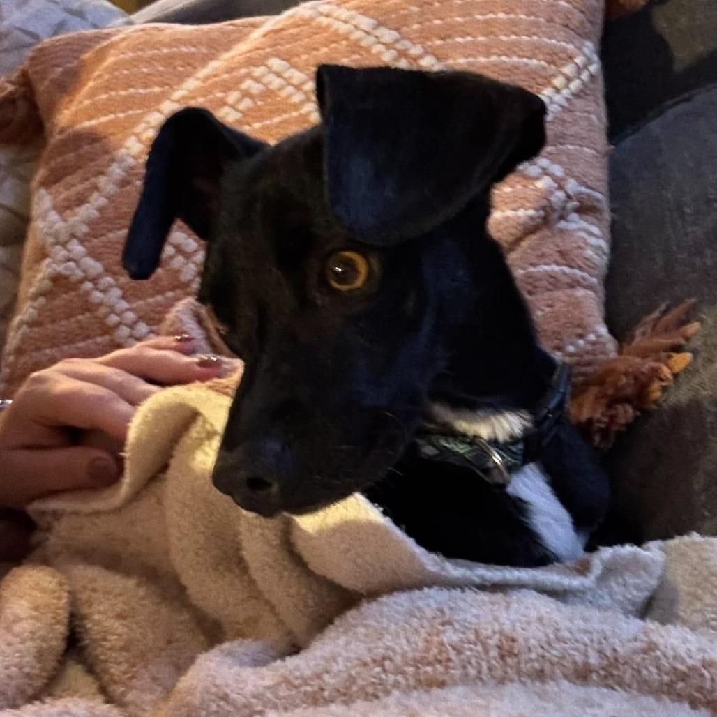 Enlarge Ted, a Adoptable mixed breed in Alma, WI image 3/5