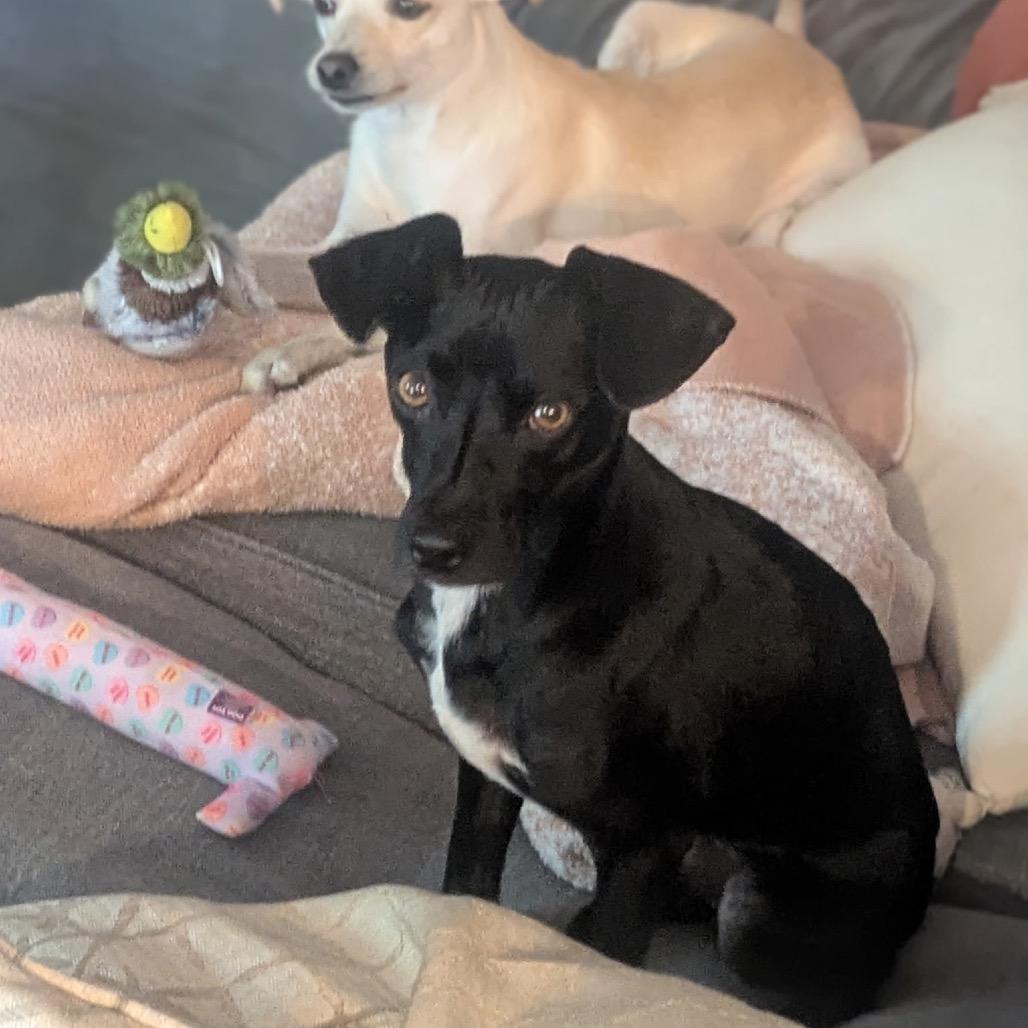 Enlarge Ted, a Adoptable mixed breed in Alma, WI image 4/5