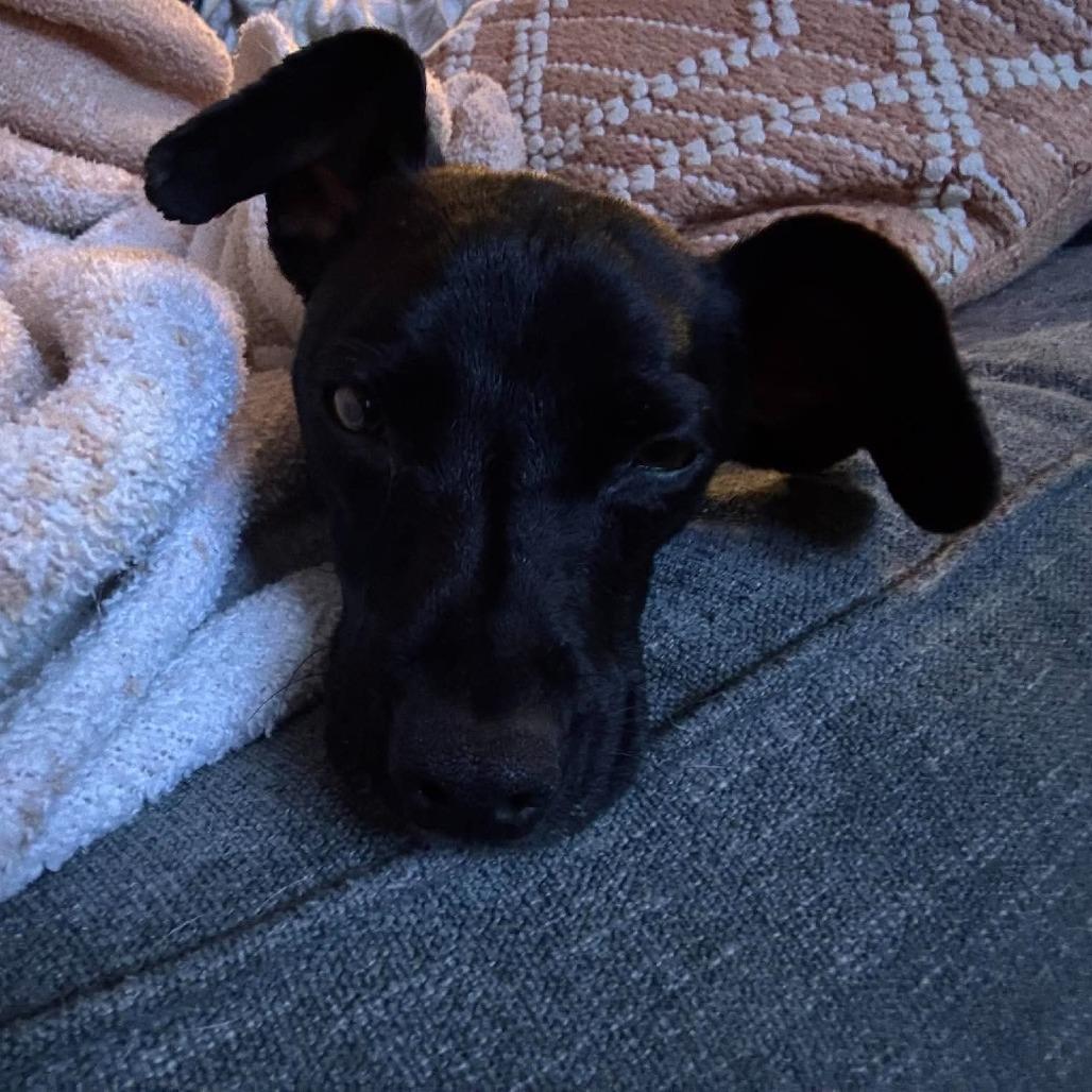 Enlarge Ted, a Adoptable mixed breed in Alma, WI image 5/5