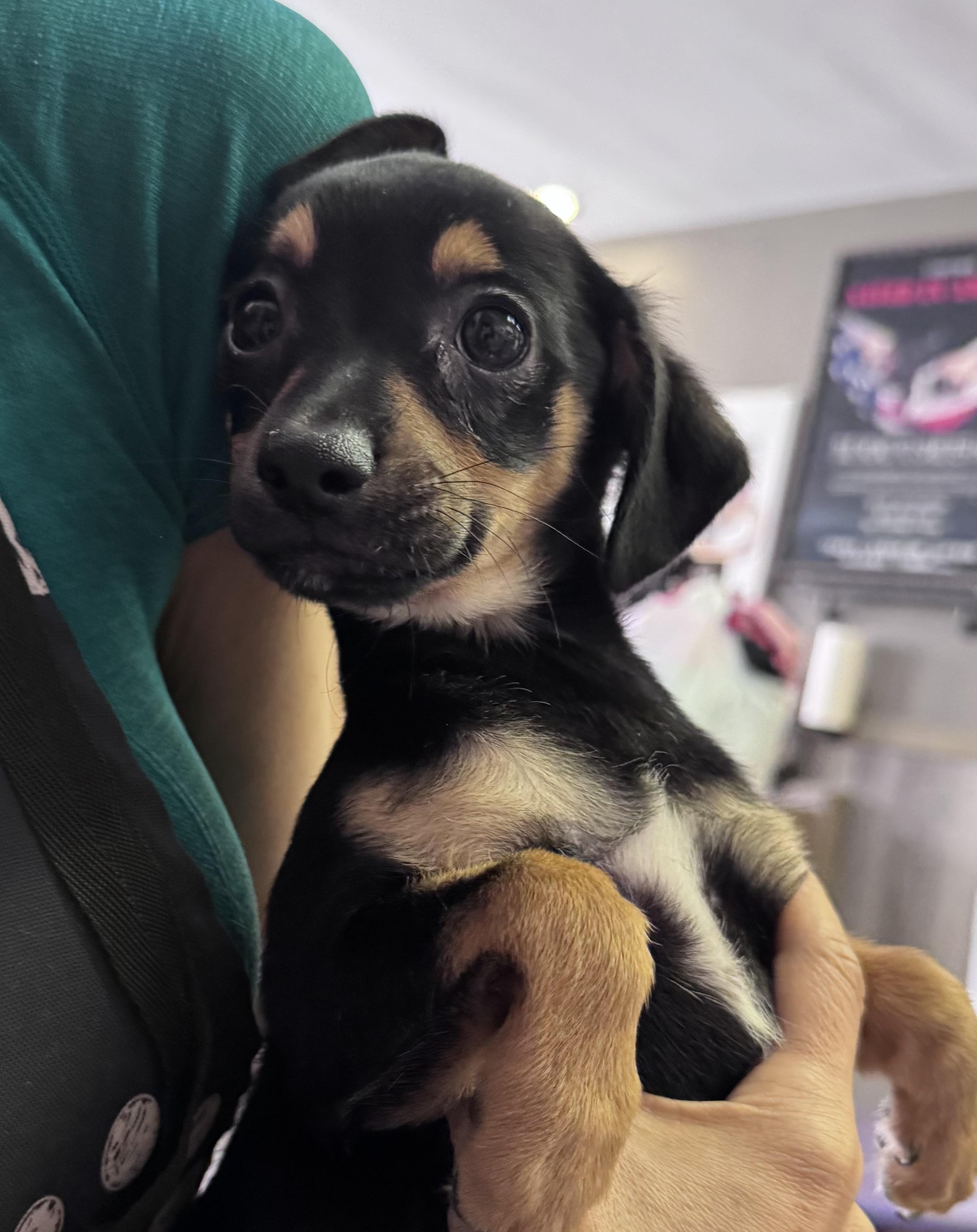 Everest Patrol, ADOPTABLE, Puppy Female Chihuahua.
