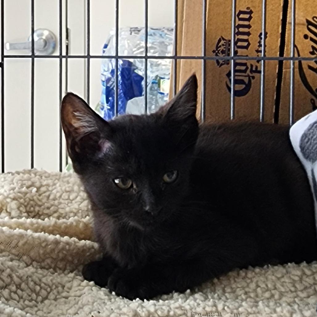Moore, Adoptable, Kitten Male Domestic Short Hair.