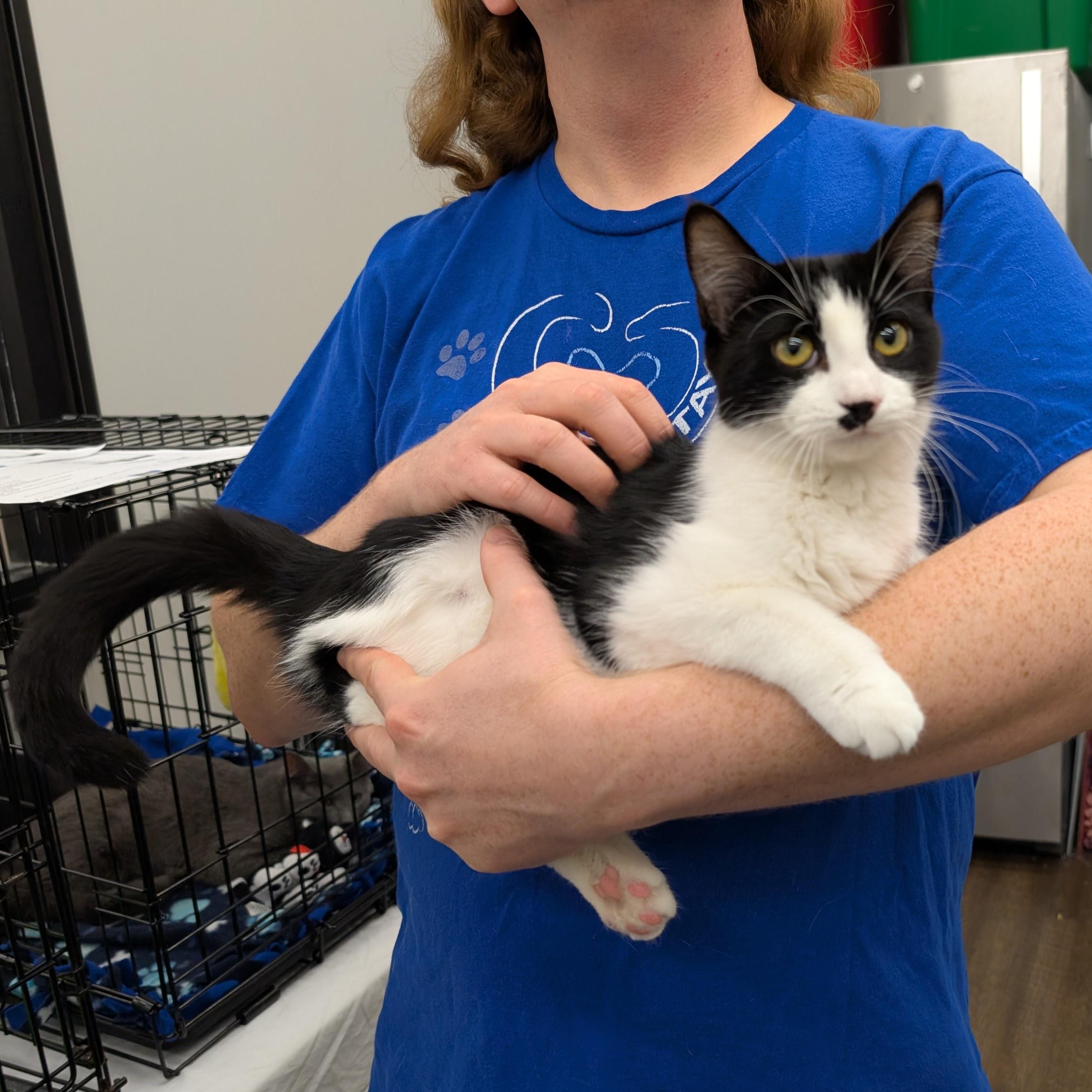 Kitt, Adopted, Young Female Domestic Short Hair.