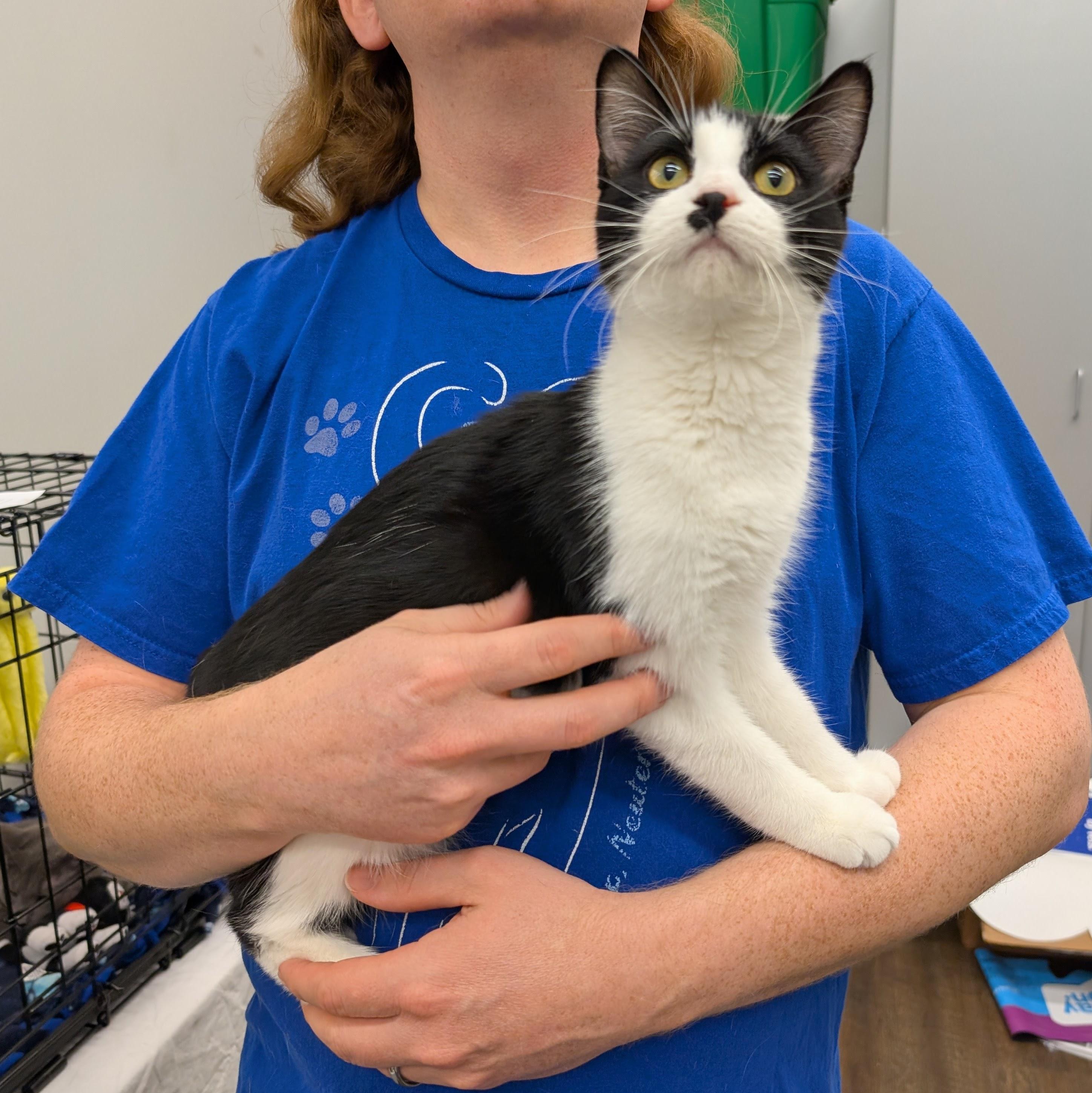 Enlarge Kitt, a Adopted Domestic Short Hair in Grayslake, IL image 2/3