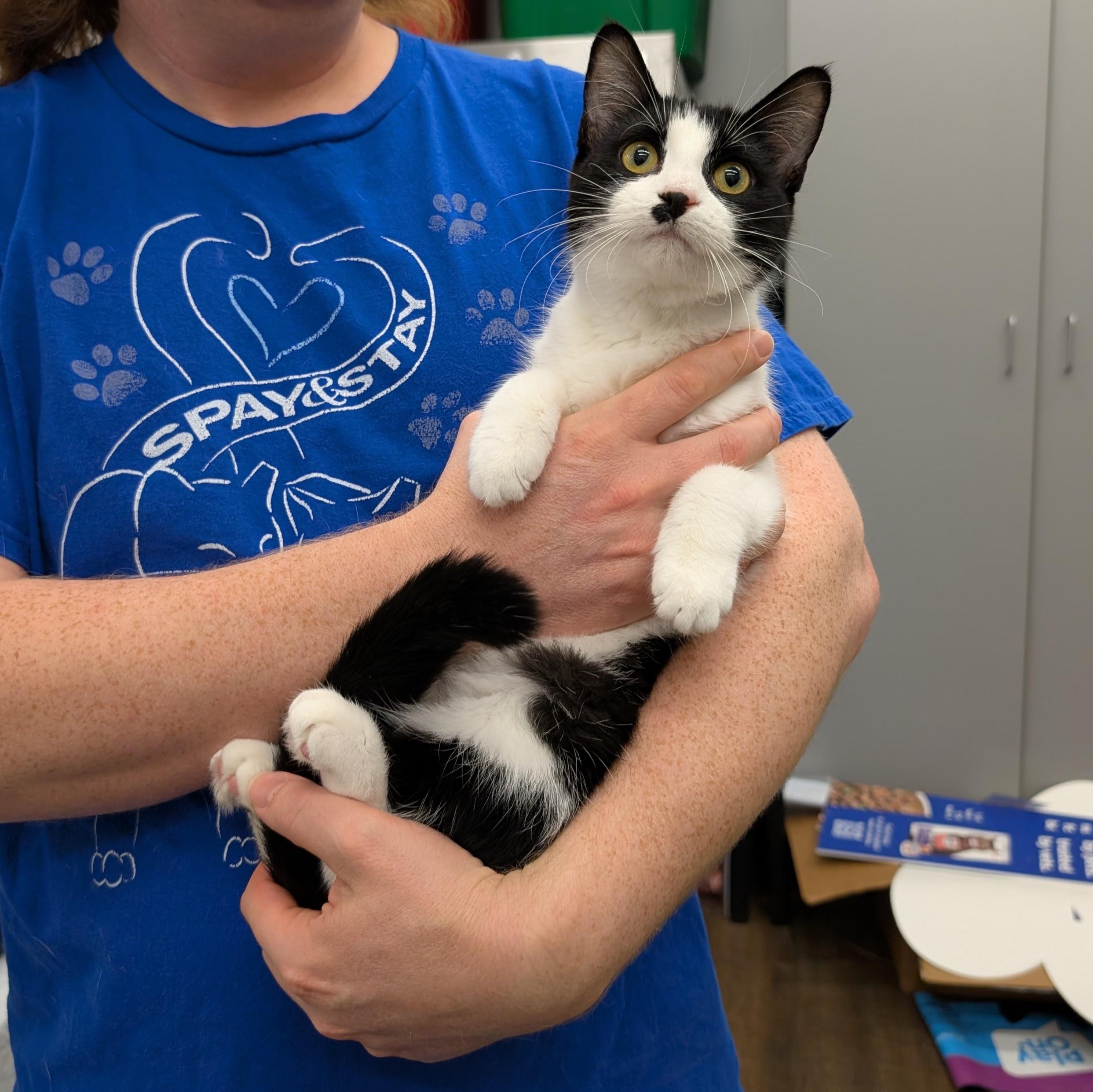 Enlarge Kitt, a Adopted Domestic Short Hair in Grayslake, IL image 3/3