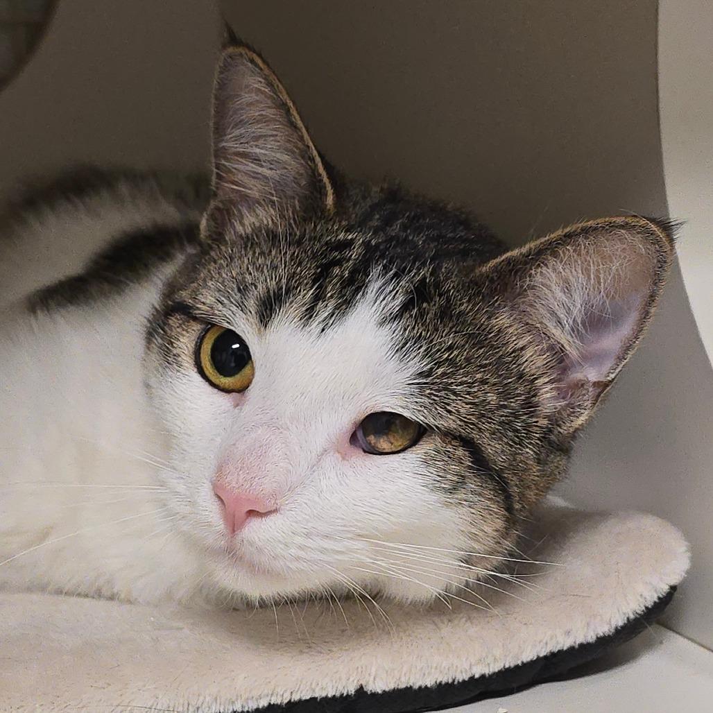 Olive, Adoptable, Adult Female Domestic Short Hair.