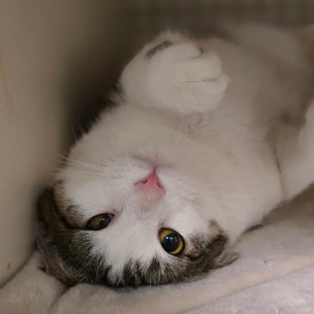 Enlarge Olive, a Adoptable Domestic Short Hair in Watertown, NY image 2/3