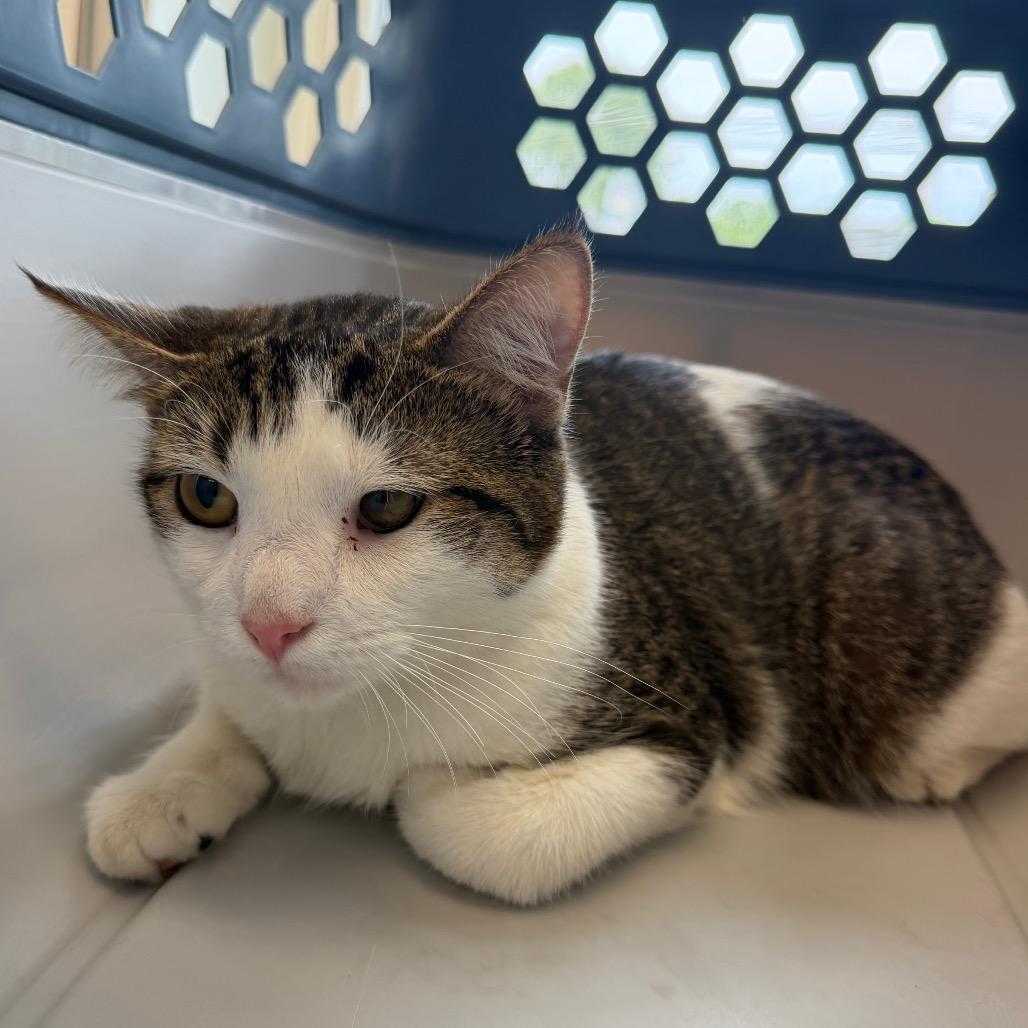 Enlarge Olive, a Adoptable Domestic Short Hair in Watertown, NY image 3/3
