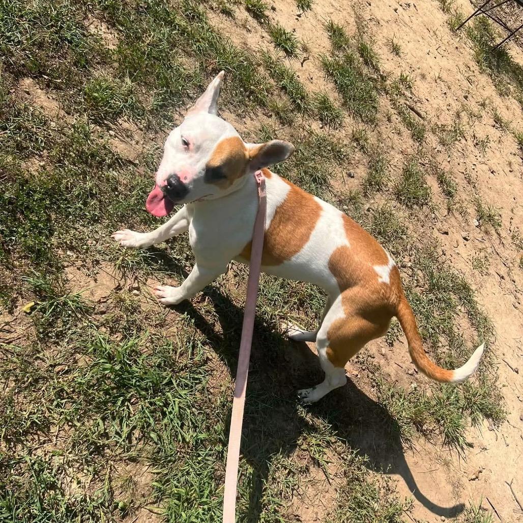 Quinny, a Adoptable Pit Bull Terrier in Princeton, KY image 1/3