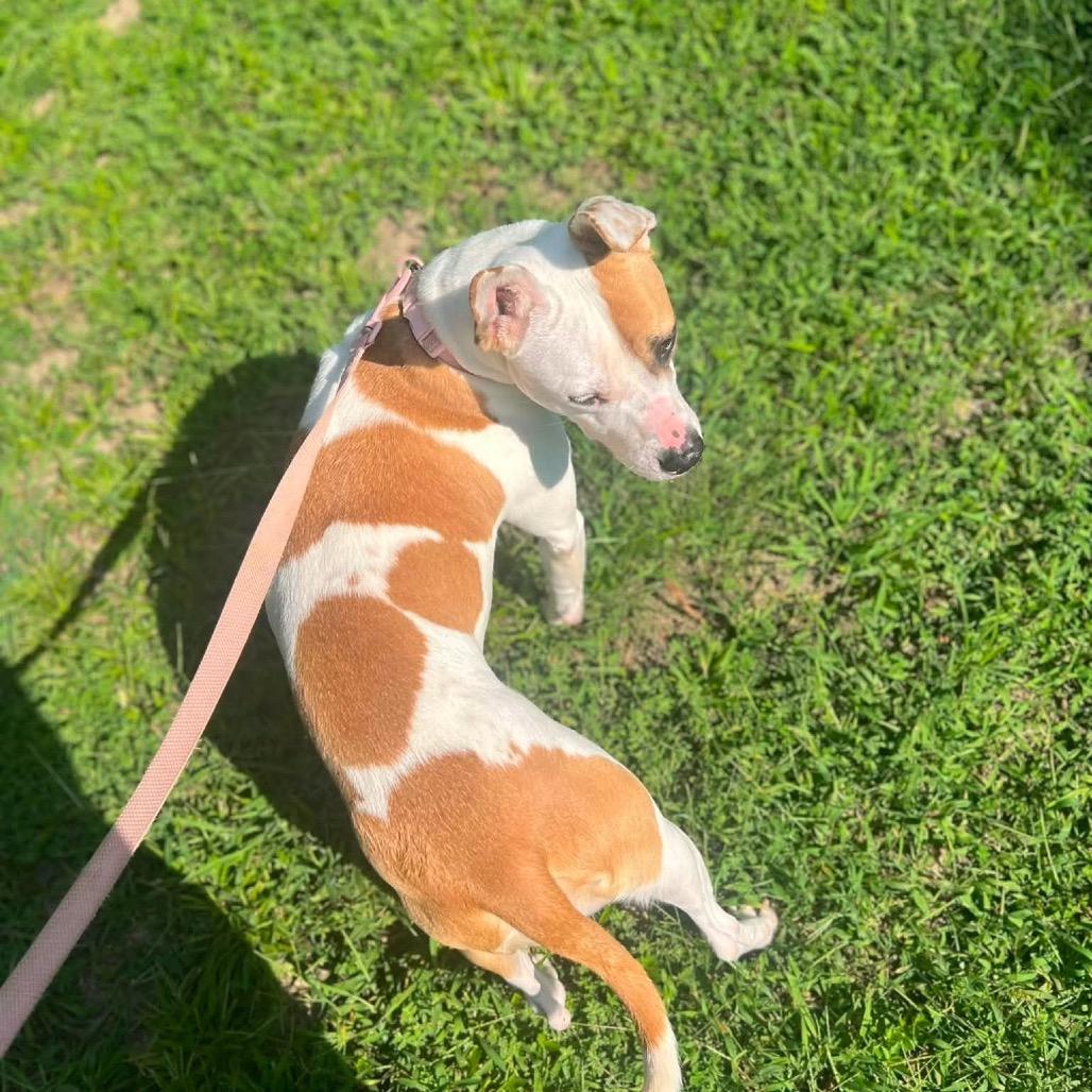 Quinny, a Adoptable Pit Bull Terrier in Princeton, KY image 2/3