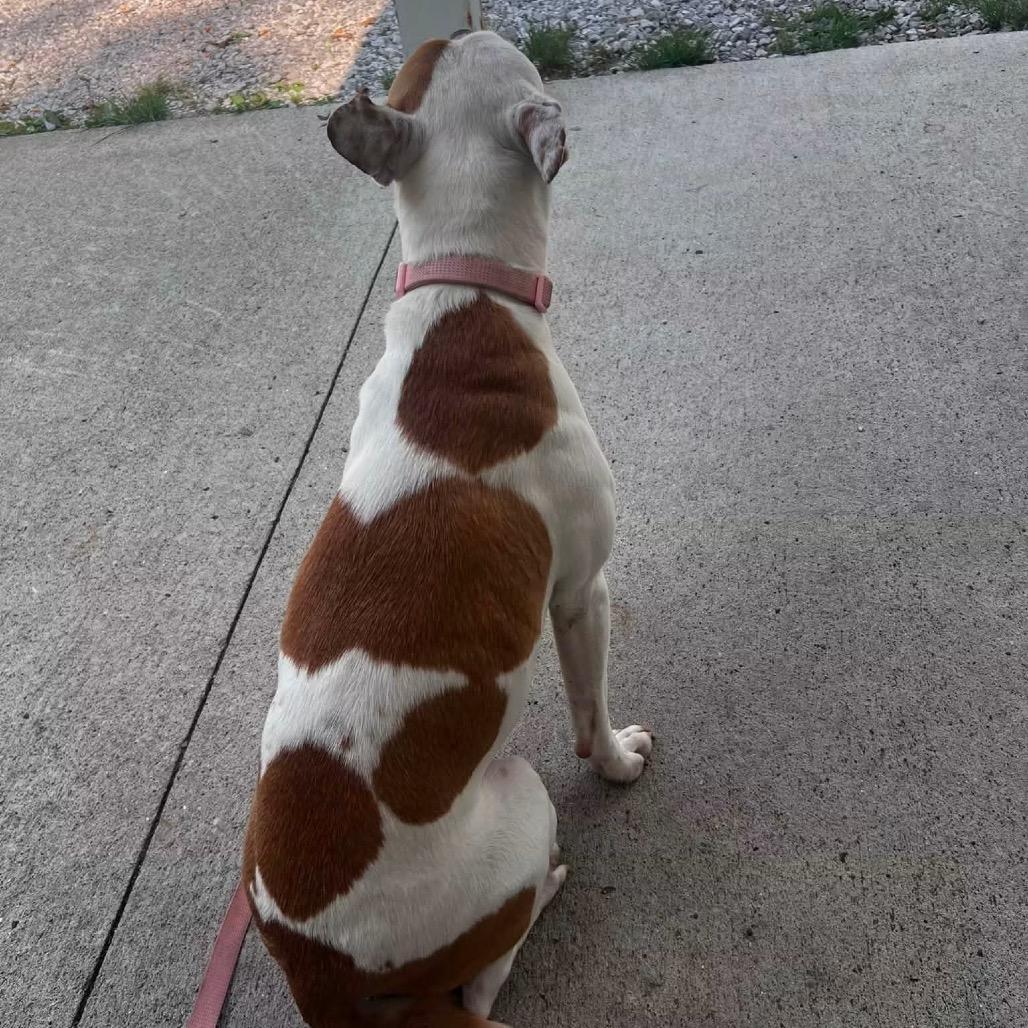 Quinny, a Adoptable Pit Bull Terrier in Princeton, KY image 3/3