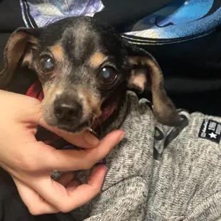 Duke, Adoptable, Senior Male Chihuahua.