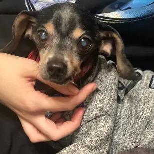 Enlarge Duke, a Adoptable Chihuahua in Gulfport, MS image 2/6