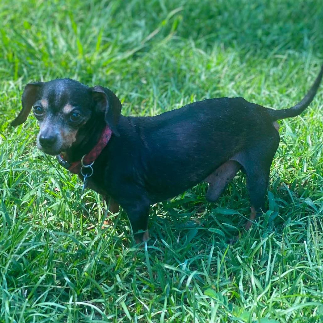 Enlarge Duke, a Adoptable Chihuahua in Gulfport, MS image 3/6