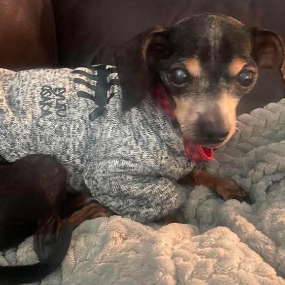 Enlarge Duke, a Adoptable Chihuahua in Gulfport, MS image 4/6