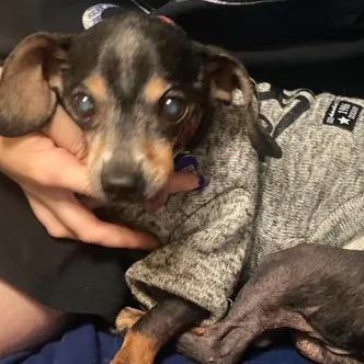 Enlarge Duke, a Adoptable Chihuahua in Gulfport, MS image 5/6