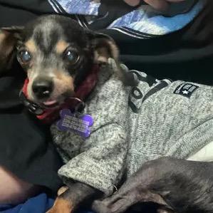 Enlarge Duke, a Adoptable Chihuahua in Gulfport, MS image 6/6