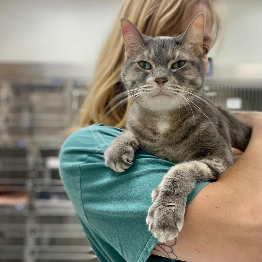Boopie, a Adoptable Domestic Short Hair in Grand Rapids, MI image 1/5