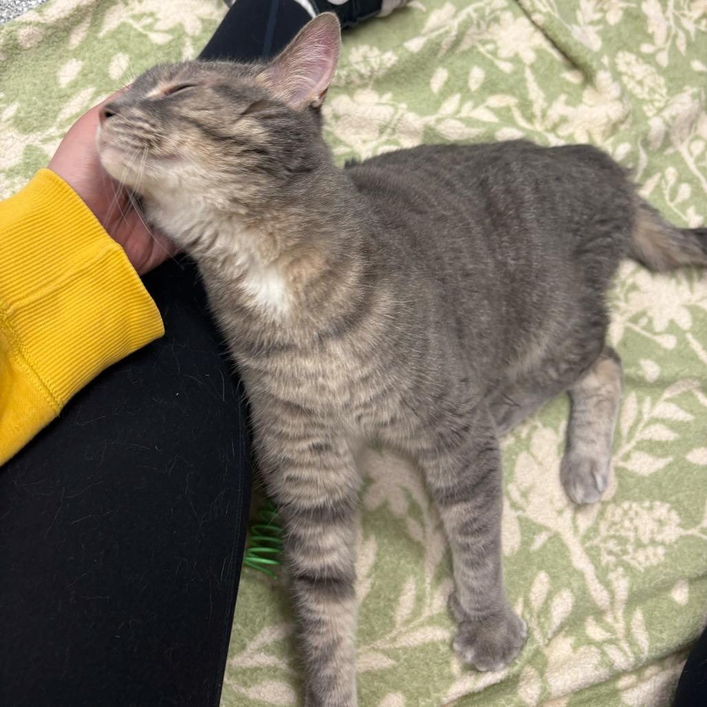 Boopie, a Adoptable Domestic Short Hair in Grand Rapids, MI image 2/5