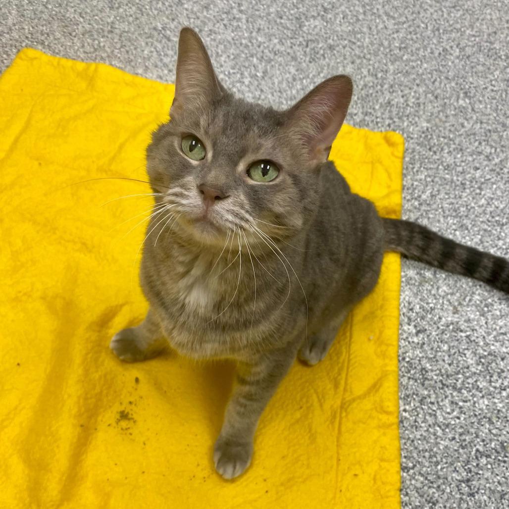 Boopie, a Adoptable Domestic Short Hair in Grand Rapids, MI image 3/5