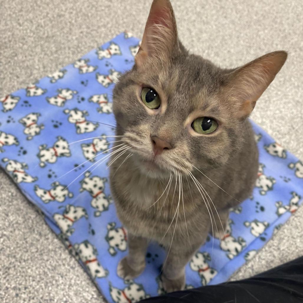 Boopie, a Adoptable Domestic Short Hair in Grand Rapids, MI image 4/5