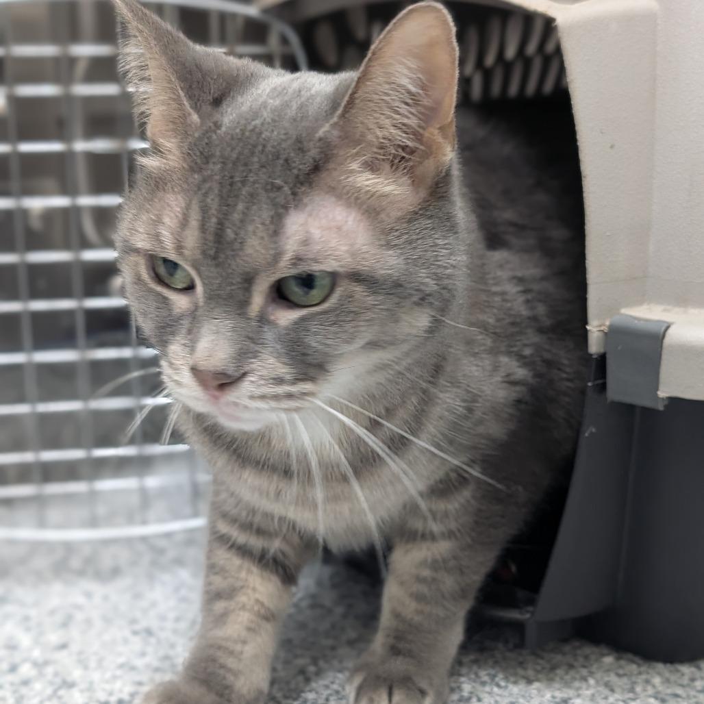Boopie, Adoptable, Senior Female Domestic Short Hair.