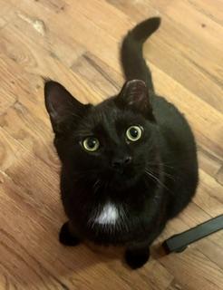 Star, Adoptable, Young Male Domestic Medium Hair.
