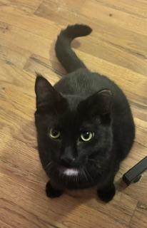 Enlarge Star, a Adoptable Domestic Medium Hair in Noble, OK image 3/4